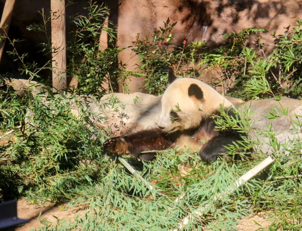 昭和レトロ研究所　上野精養軒　パンダプレート