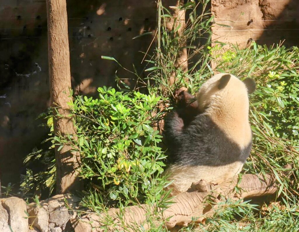 昭和レトロ研究所　上野精養軒　パンダプレート