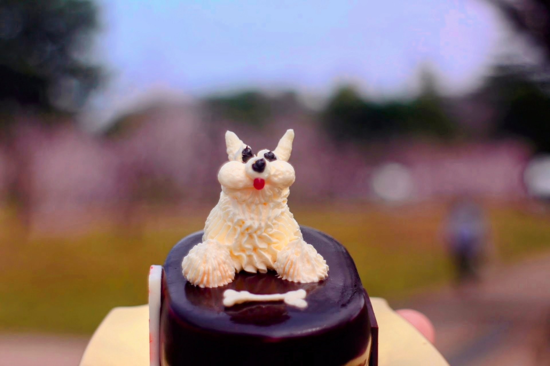 【静岡】かわゆすぎる♡レトロな犬ケーキ「ショコラ」を葵区の洋菓子店「モンサンミッシェル」で捕獲！